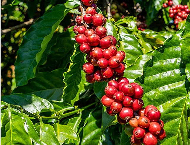 Giá cà phê hôm nay 2/10: Robusta và Arabica ổn định