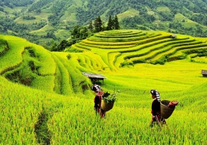 Rực vàng những thửa ruộng bậc thang mùa lúa chín
