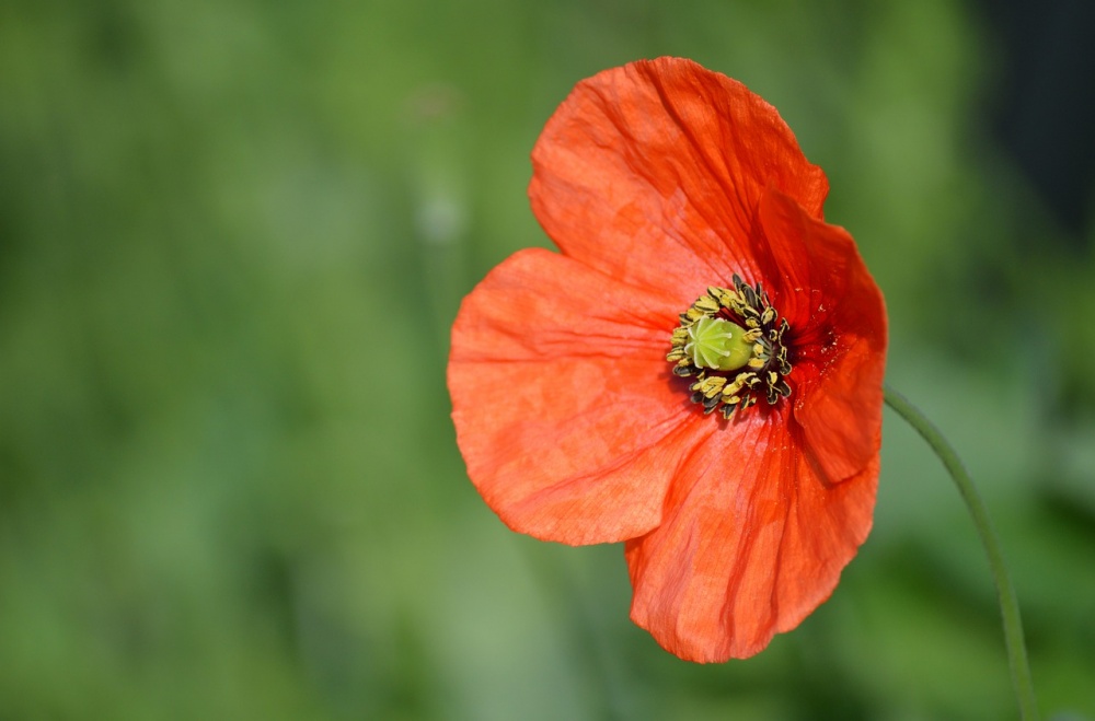 Tử vi ngày 9/11/2023 của 12 cung hoàng đạo: Cự Giải tận tâm với công việc, Bảo Bình sáng tạo