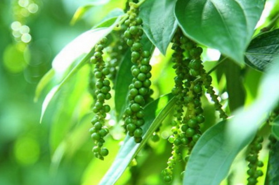 Giá tiêu hôm nay 8/10: Đang trong chu kỳ giảm