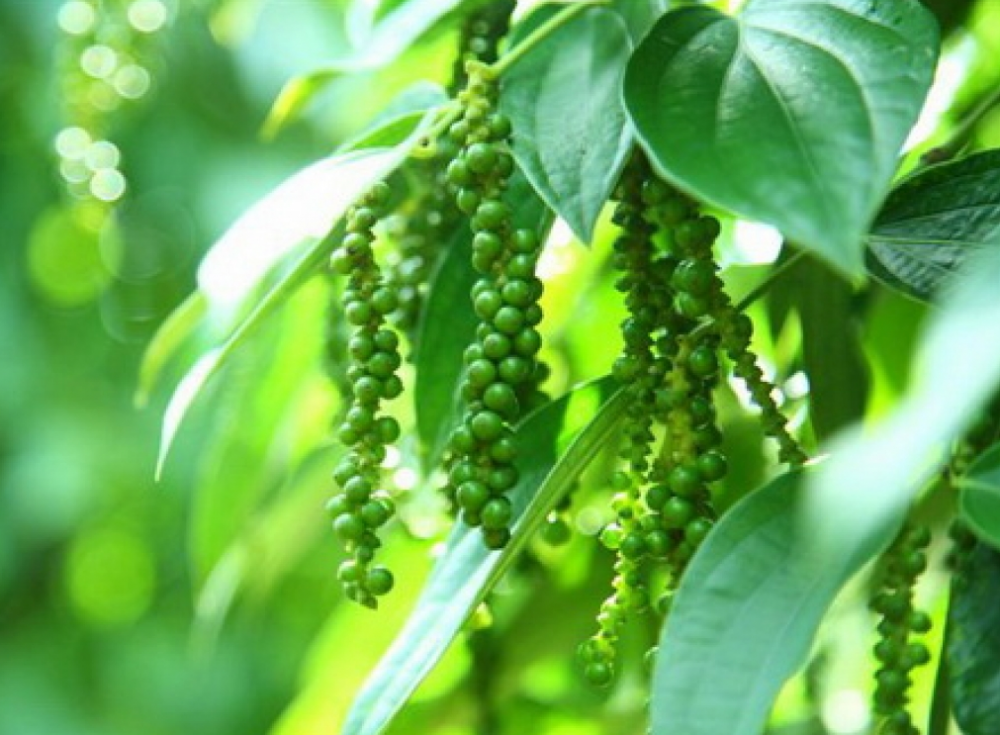 Giá tiêu hôm nay 8/10: Giá tiêu trong nước trong chu kỳ giảm