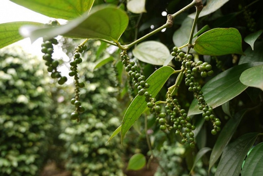 Giá tiêu hôm nay 10/10: Thị trường trong nước đi ngang