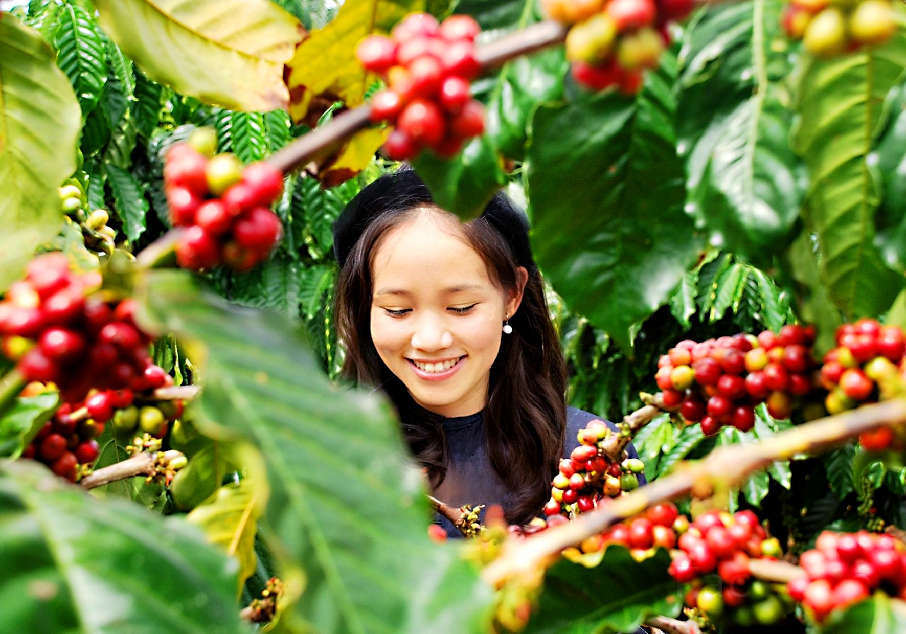 Cà phê vào vụ mới Cà phê vào vụ mới