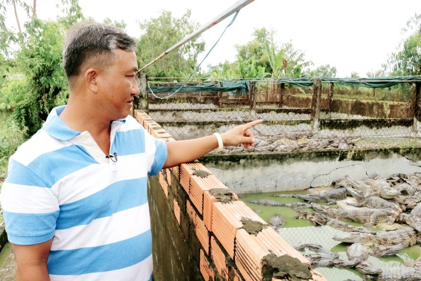 Phát triển mô hình nuôi cá sấu tại vùng U Minh Thượng
