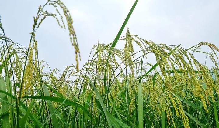 Lễ hội Cốm Dương Quỳ với chủ đề “Sắc vàng hương cốm”