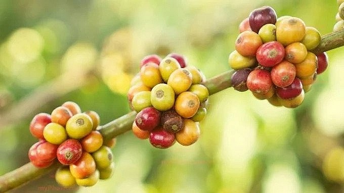 Giá cà phê hôm nay 15/10: Thị trường trong nước tăng