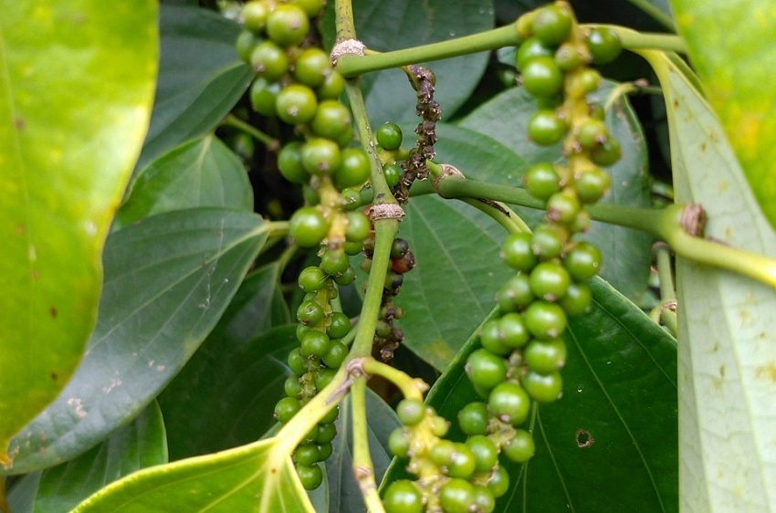 Giá tiêu hôm nay 16/10: Duy trì ổn định