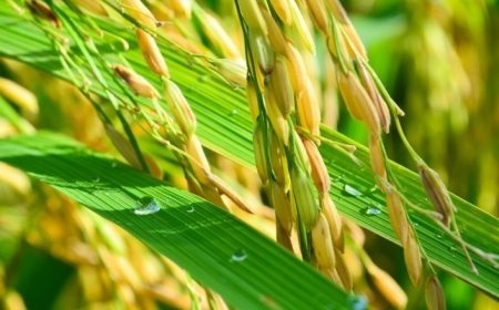 Ra mắt giống lúa có chỉ số đường huyết cực thấp