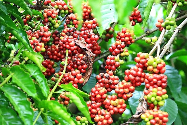 Giá cà phê hôm nay 20/10: Giảm sốc, về mức thấp nhất 5 tháng qua