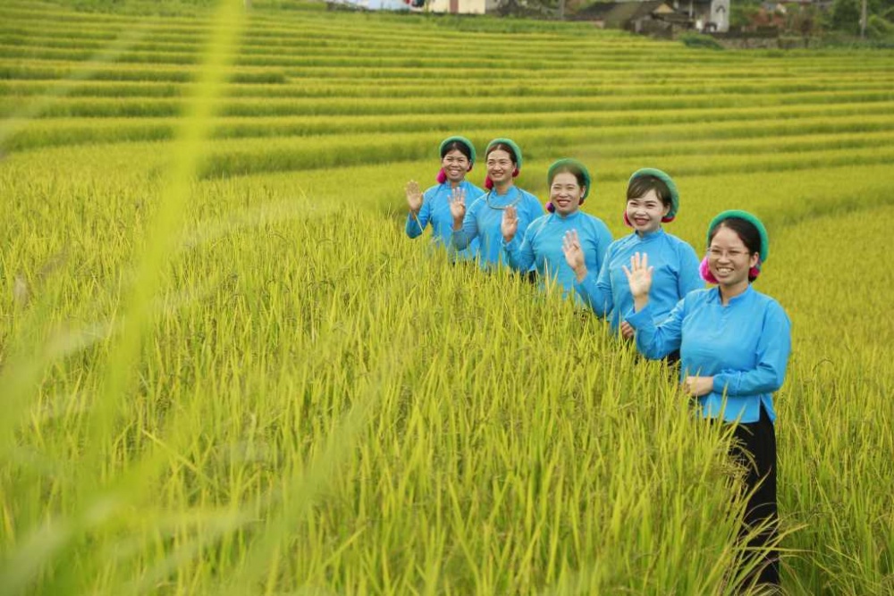 Về với “Mùa vàng miền Soóng Cọ” xã Đại Dực Về với “Mùa vàng miền Soóng Cọ” xã Đại Dực