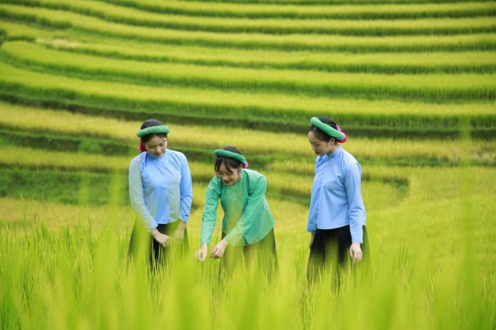 Về với “Mùa vàng miền Soóng Cọ” xã Đại Dực
