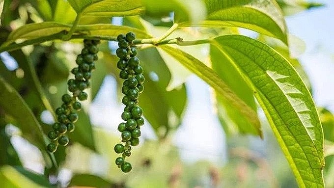 Giá tiêu hôm nay 25/10: Đồng loạt chững lại