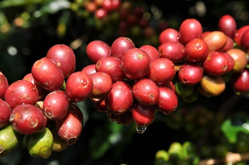 Giá cà phê hôm nay 28/10: Robusta và Arabica xu hướng giảm