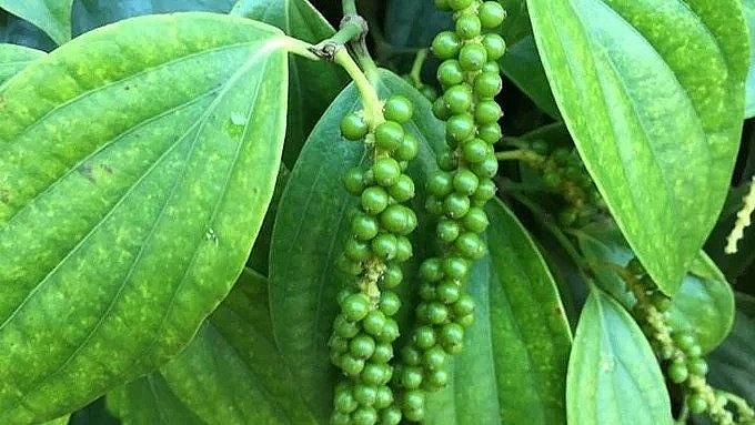 Giá tiêu hôm nay 28/10: Tiếp tục chững
