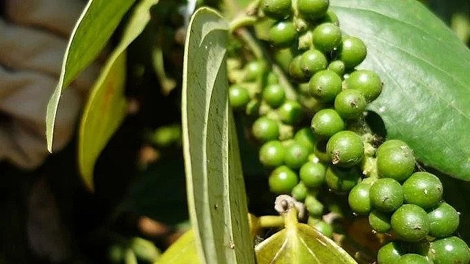 Giá tiêu hôm nay 2/11: Tiếp tục ổn định