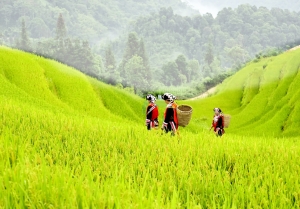 Ruộng bậc thang - Kiệt tác từ bàn tay lao động