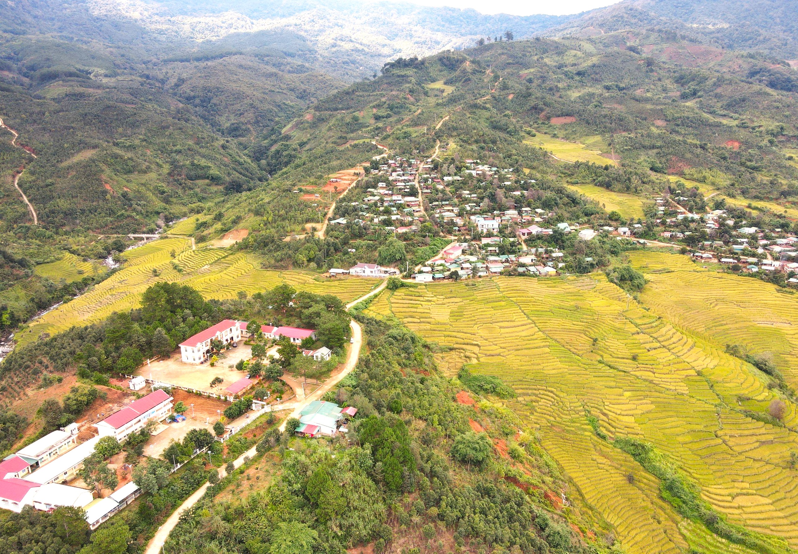 Mùa vàng ở Măng Ri (Kon Tum)