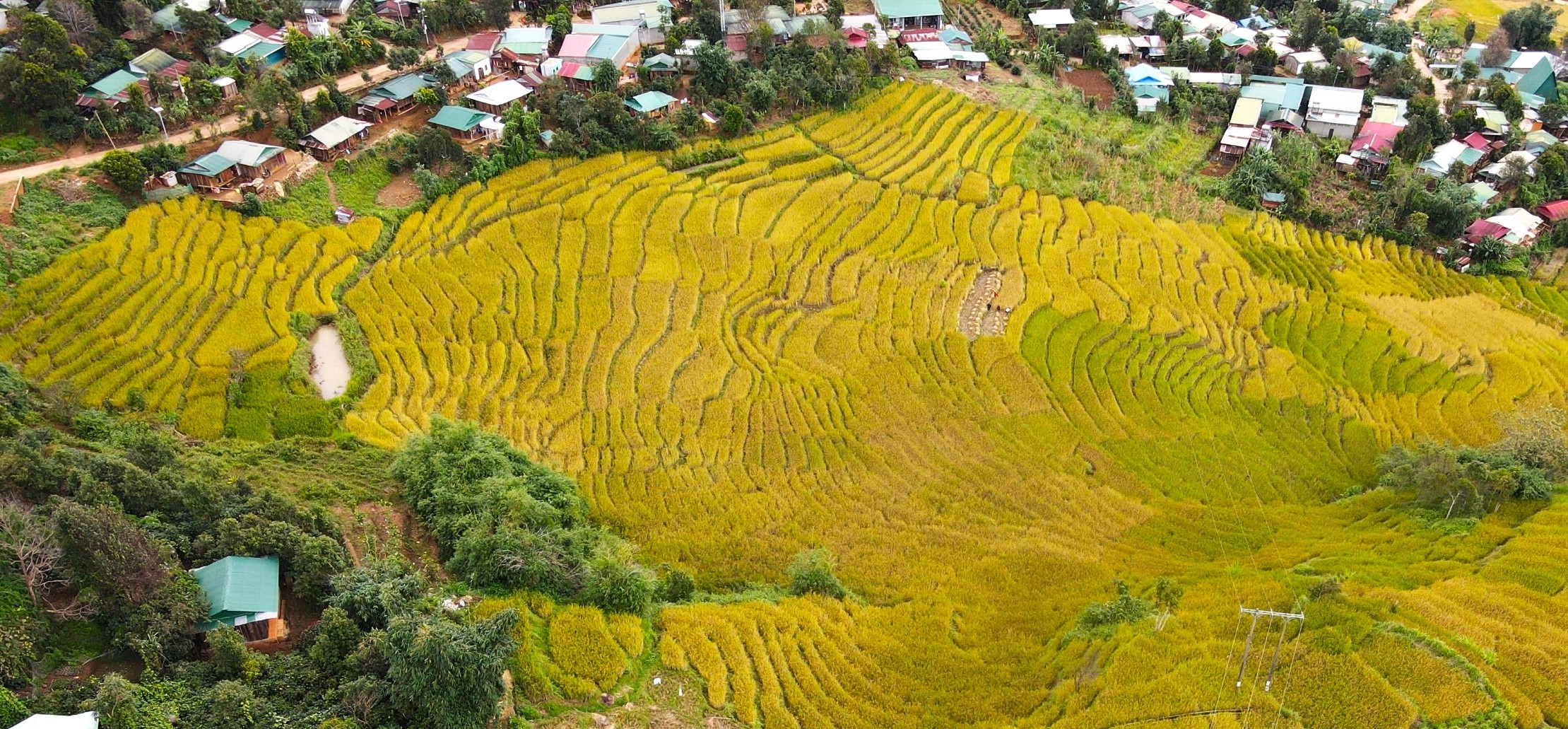 Mùa vàng ở Măng Ri (Kon Tum)