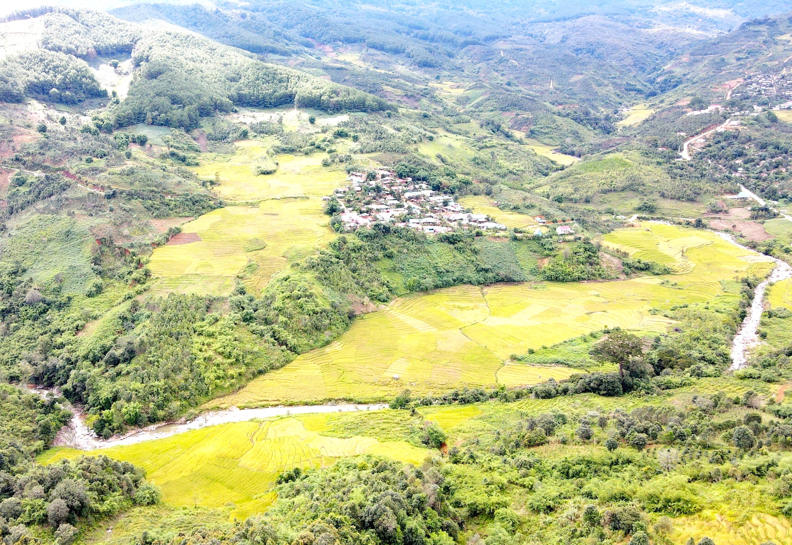 Mùa vàng ở Măng Ri (Kon Tum)