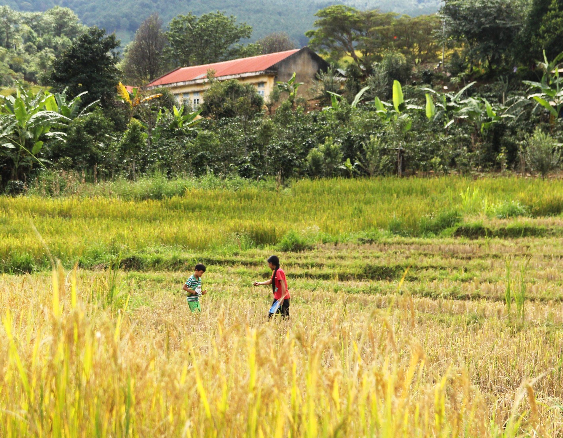 Mùa vàng ở Măng Ri (Kon Tum)