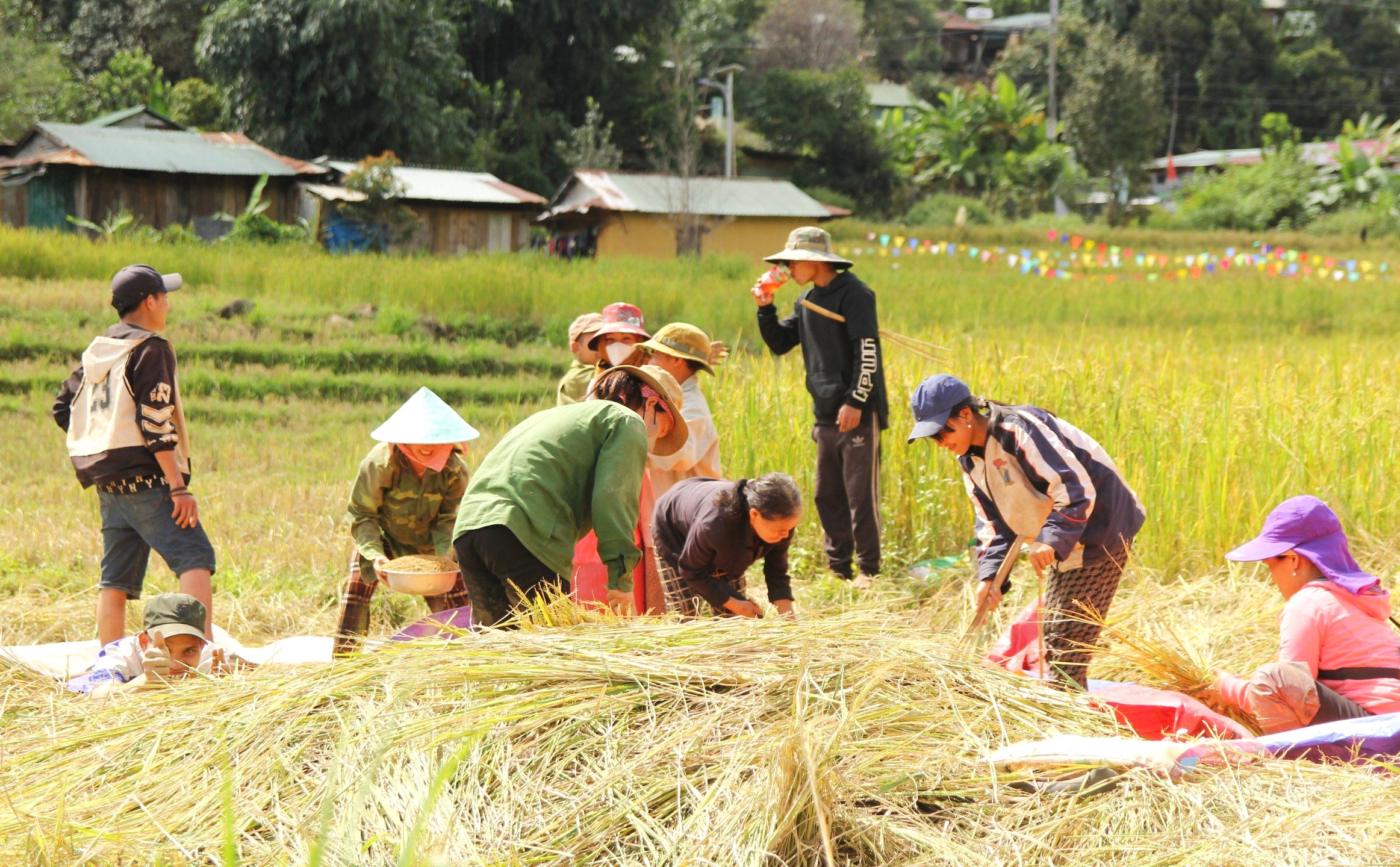 Mùa vàng ở Măng Ri (Kon Tum)