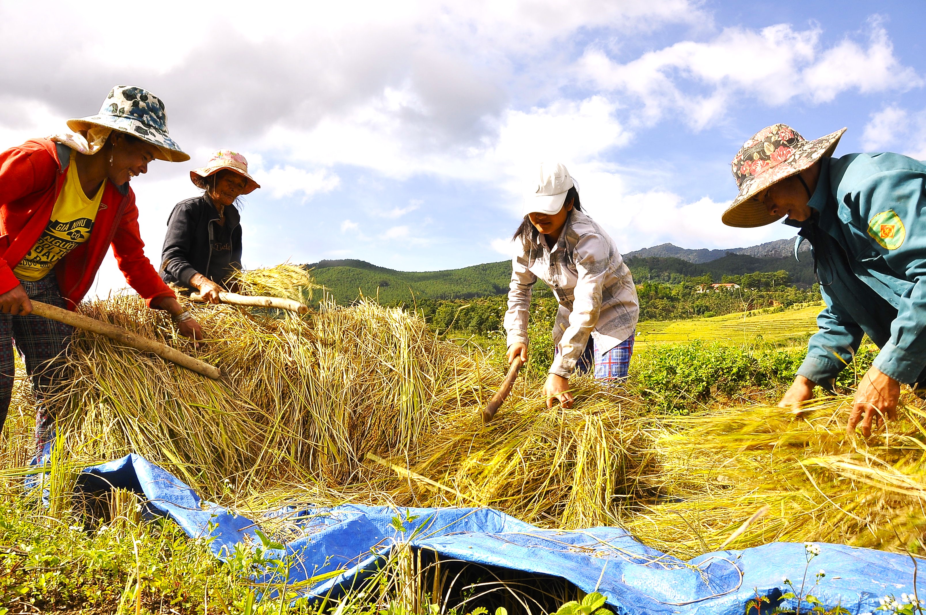 Mùa vàng ở Măng Ri (Kon Tum)