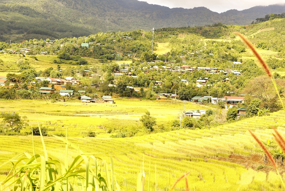 Mùa vàng ở Măng Ri (Kon Tum)