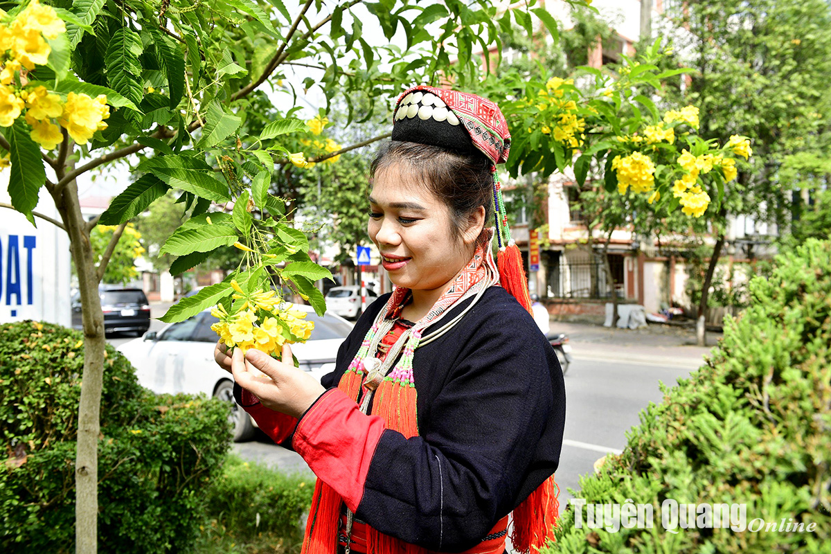 Rực rỡ sắc hoa chuông vàng giữa lòng thành phố Rực rỡ sắc hoa chuông vàng giữa lòng thành phố