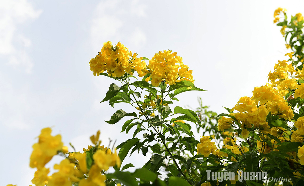Rực rỡ sắc hoa chuông vàng giữa lòng thành phố Rực rỡ sắc hoa chuông vàng giữa lòng thành phố