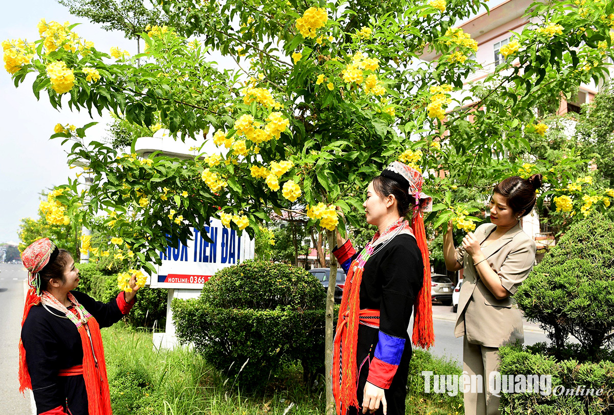 Rực rỡ sắc hoa chuông vàng giữa lòng thành phố Rực rỡ sắc hoa chuông vàng giữa lòng thành phố