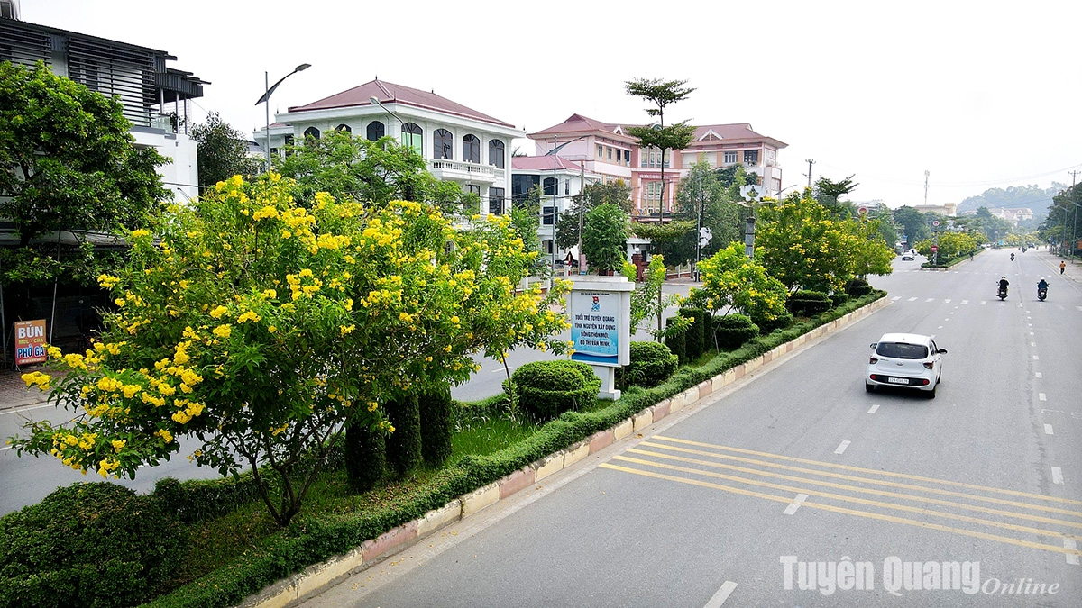 Rực rỡ sắc hoa chuông vàng giữa lòng thành phố Rực rỡ sắc hoa chuông vàng giữa lòng thành phố