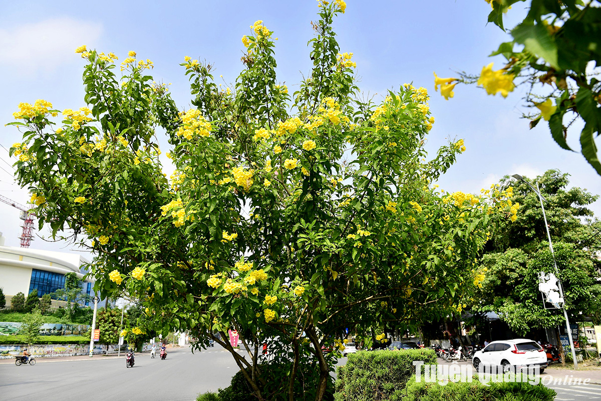 Rực rỡ sắc hoa chuông vàng giữa lòng thành phố Rực rỡ sắc hoa chuông vàng giữa lòng thành phố