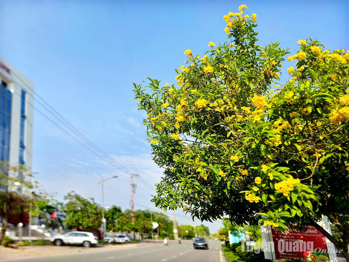 Rực rỡ sắc hoa chuông vàng giữa lòng thành phố Rực rỡ sắc hoa chuông vàng giữa lòng thành phố