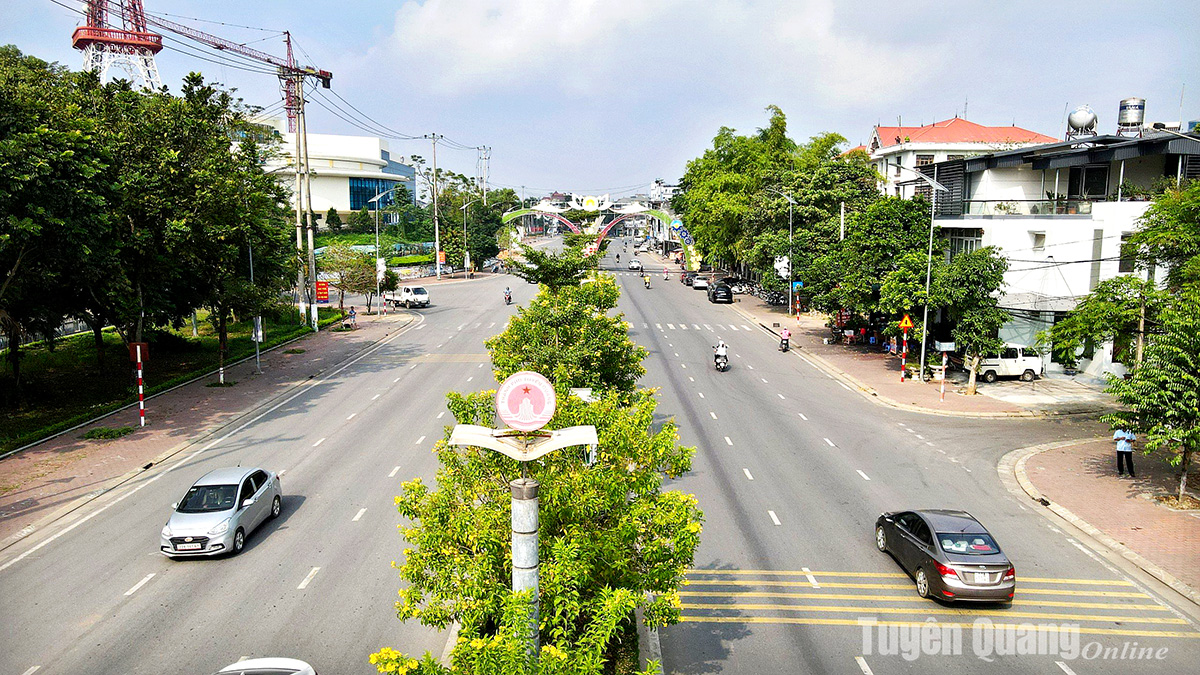 Rực rỡ sắc hoa chuông vàng giữa lòng thành phố Rực rỡ sắc hoa chuông vàng giữa lòng thành phố