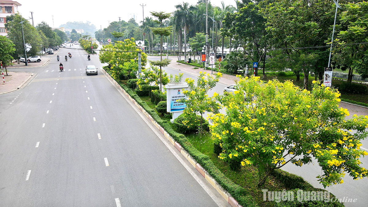 Rực rỡ sắc hoa chuông vàng giữa lòng thành phố Rực rỡ sắc hoa chuông vàng giữa lòng thành phố