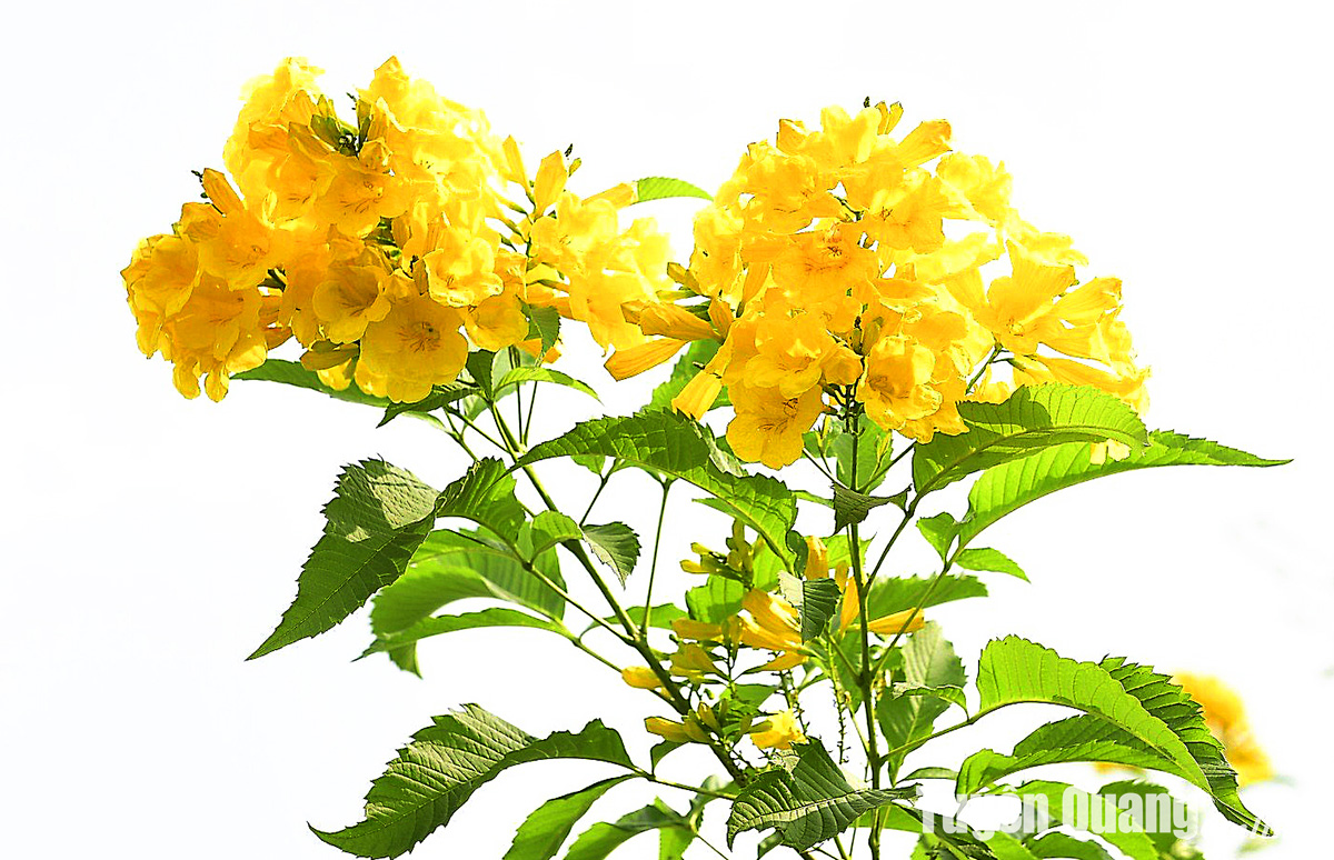 Rực rỡ sắc hoa chuông vàng giữa lòng thành phố Rực rỡ sắc hoa chuông vàng giữa lòng thành phố