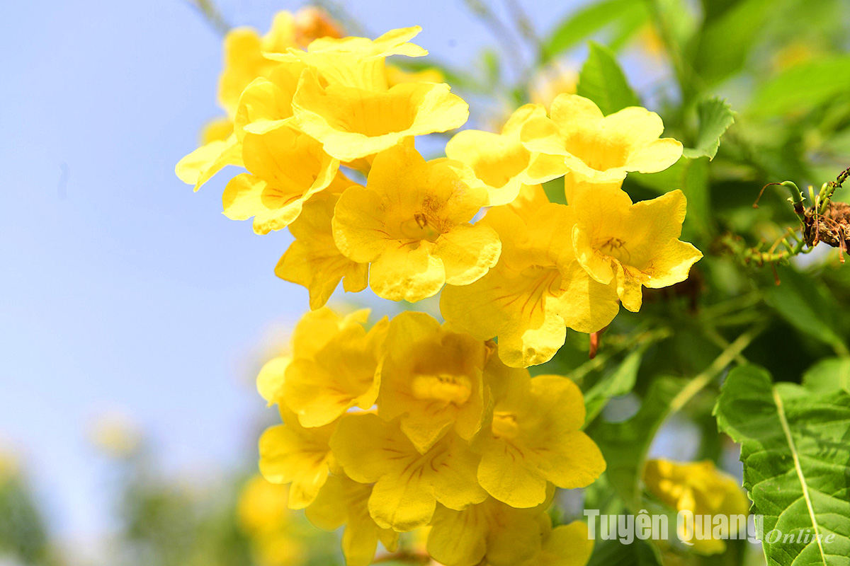 Rực rỡ sắc hoa chuông vàng giữa lòng thành phố Rực rỡ sắc hoa chuông vàng giữa lòng thành phố