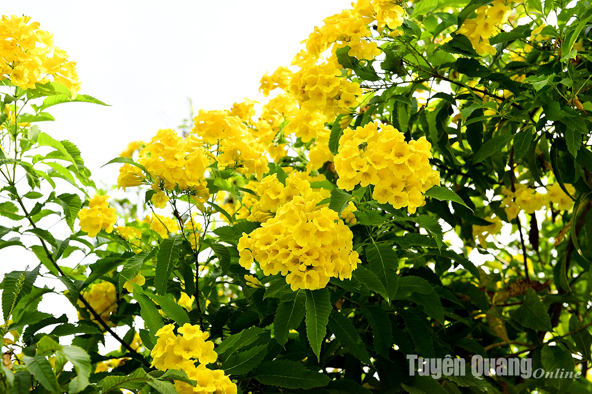Rực rỡ sắc hoa chuông vàng giữa lòng thành phố Rực rỡ sắc hoa chuông vàng giữa lòng thành phố