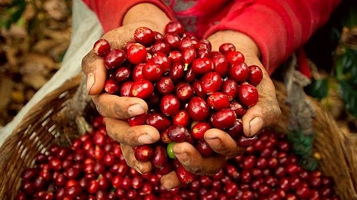 Giá cà phê hôm nay 9/11: Thị trường trong nước quay đầu giảm mạnh