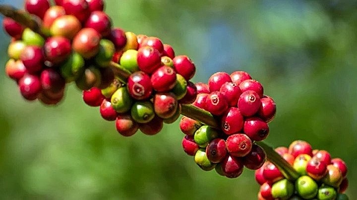 Giá cà phê hôm nay 12/11: Thị trường trong nước giảm nhẹ