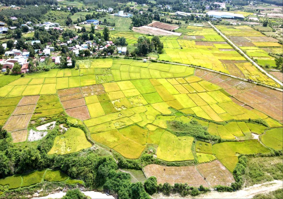 Bức tranh trên đồng lúa Bức tranh trên đồng lúa