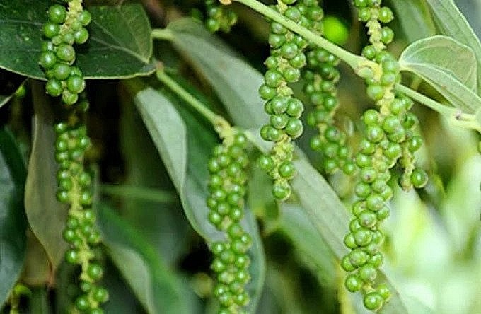 Giá tiêu hôm nay 16/11: Vượt mốc 70.000 đồng