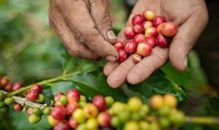 Giá cà phê hôm nay 16/11: Robusta đảo chiều tăng mạnh