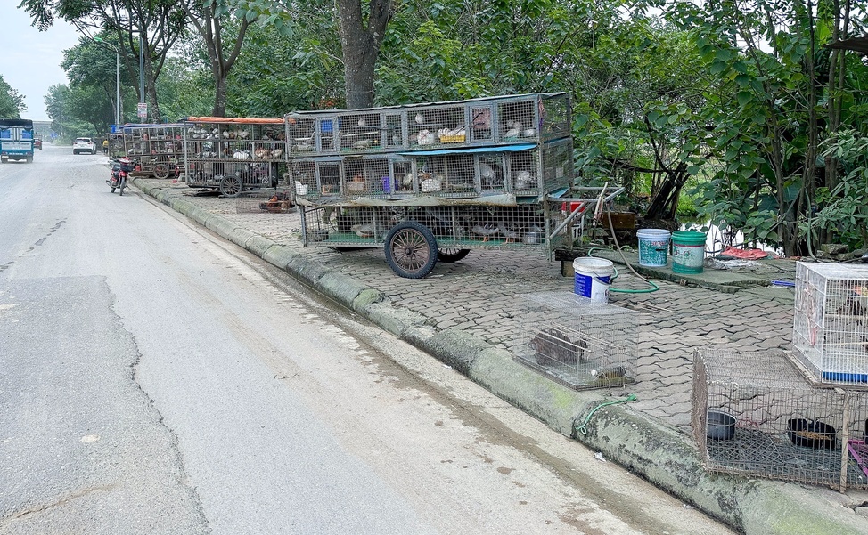 Nghĩa địa tận diệt chim trời Hà Nội: Vấn nạn nhiều năm nhưng khó ngăn chặn