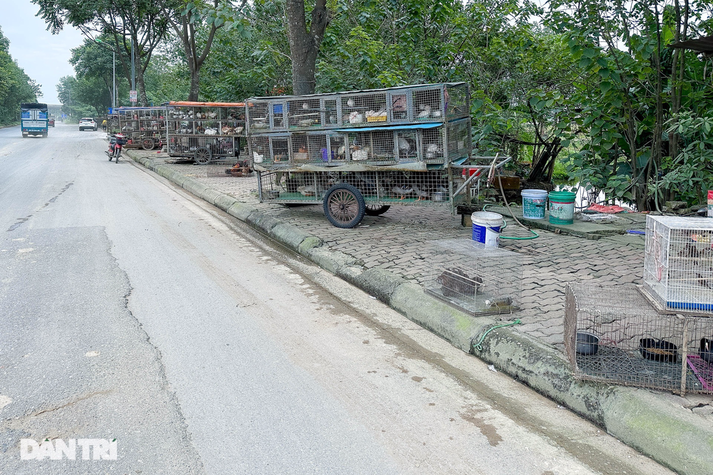 Nghĩa địa tận diệt chim trời Hà Nội: Vấn nạn nhiều năm nhưng khó ngăn chặn? - 1