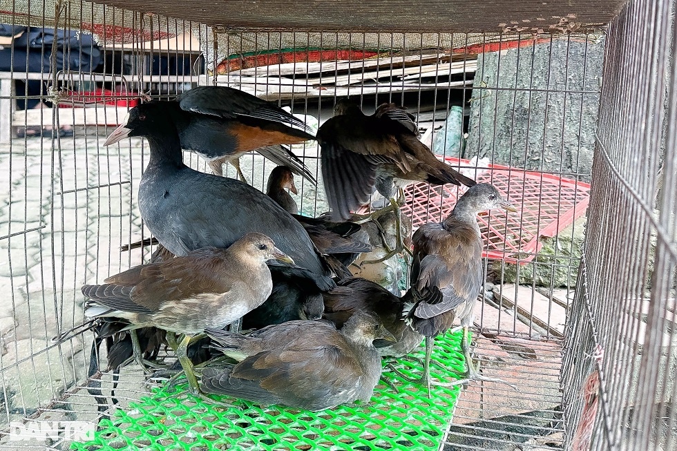 Nghĩa địa tận diệt chim trời Hà Nội: Vấn nạn nhiều năm nhưng khó ngăn chặn