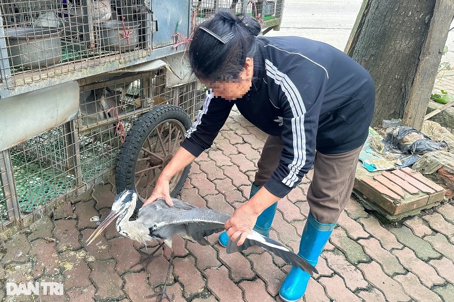 Nghĩa địa tận diệt chim trời Hà Nội: Vấn nạn nhiều năm nhưng khó ngăn chặn