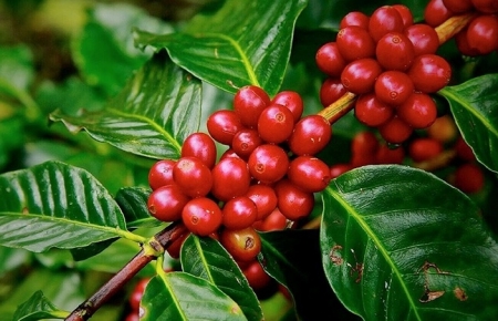 Giá cà phê hôm nay 18/11: Thị trường trong nước giảm sâu