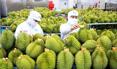 Tin tức kinh tế ngày 20/11: Xuất khẩu rau quả năm 2023 dự kiến đạt hơn 5 tỷ USD