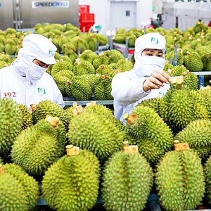 Tin tức kinh tế ngày 20/11: Xuất khẩu rau quả năm 2023 dự kiến đạt hơn 5 tỷ USD
